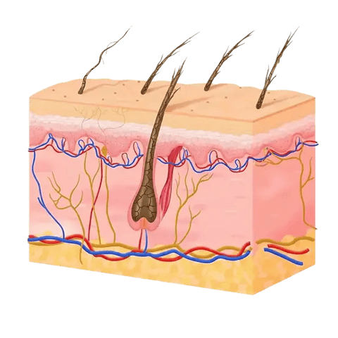 Illustration of weak, brittle hair strands